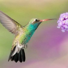 Схема вышивки «калибри»