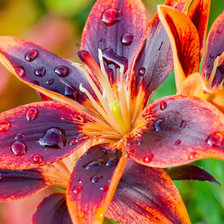 Схема вышивки «Цветы»