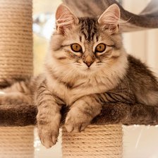 Схема вышивки «Кошка»