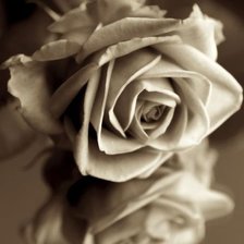 Схема вышивки «Роза»