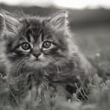 Схема вышивки «№721922»