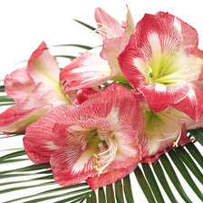 Схема вышивки «Гладиолусы»