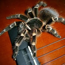 Схема вышивки «паучок»