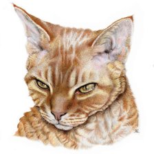 Схема вышивки «кошка»