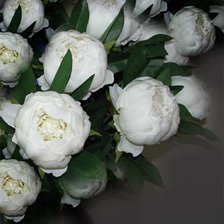 Схема вышивки «белые пионы»