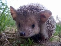 Схема вышивки «ушастик»