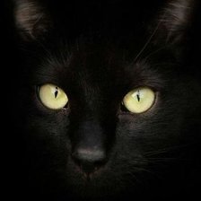 Схема вышивки «кот»