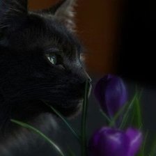 Схема вышивки «кот»