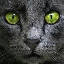 Схема вышивки «кот»