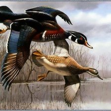 Схема вышивки «утки  2»