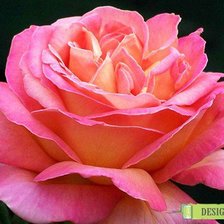 Схема вышивки «троянда»