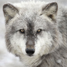 Схема вышивки «Волк»