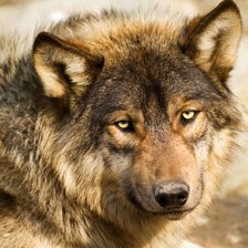 Схема вышивки «Волк»