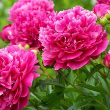 Схема вышивки «пионы»