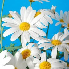 Схема вышивки «ромашка»