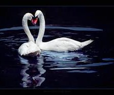 Схема вышивки «лебеди»