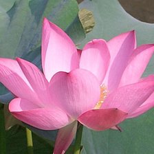 Схема вышивки «Цветок будды»