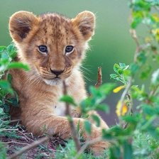 Схема вышивки «№722978»