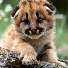 Схема вышивки «№722980»