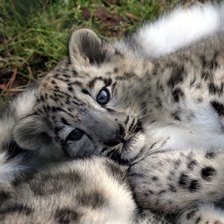 Схема вышивки «№722981»