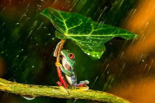 Лягушка - оригинал