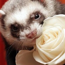 Схема вышивки «как Степа»