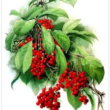 Схема вышивки «ягодное пано»