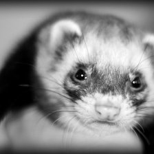 Схема вышивки «как Степа 4»