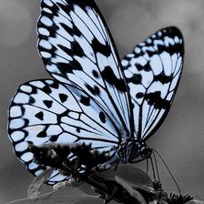 Схема вышивки «Бабочка»