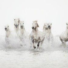 Схема вышивки «Белые красавицы»