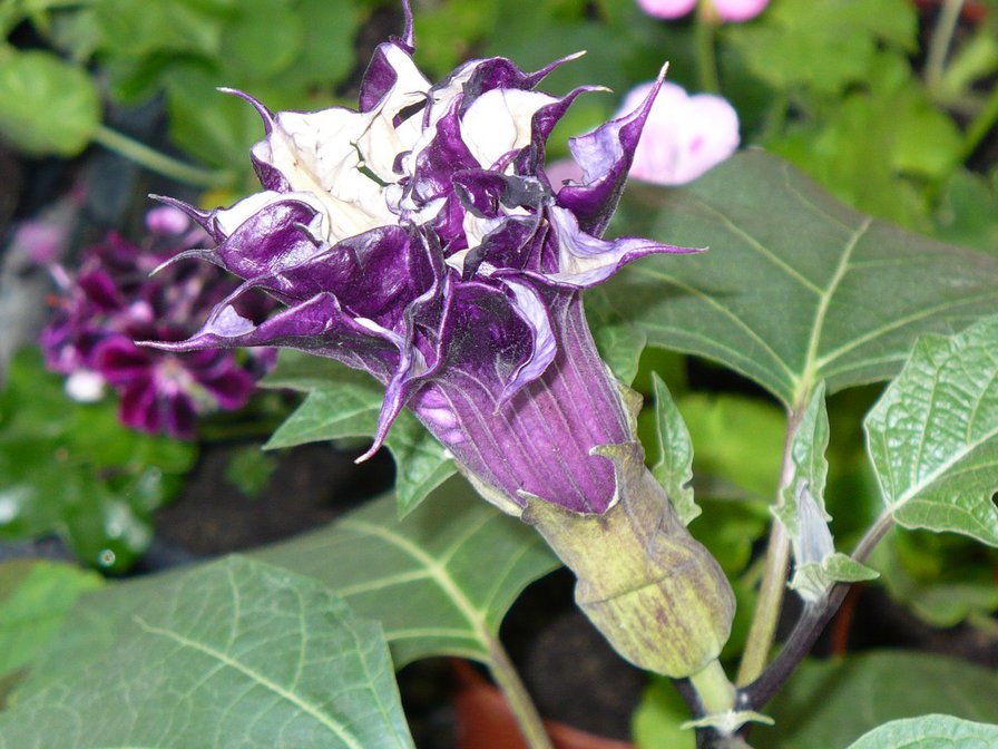 Цветочек - оригинал