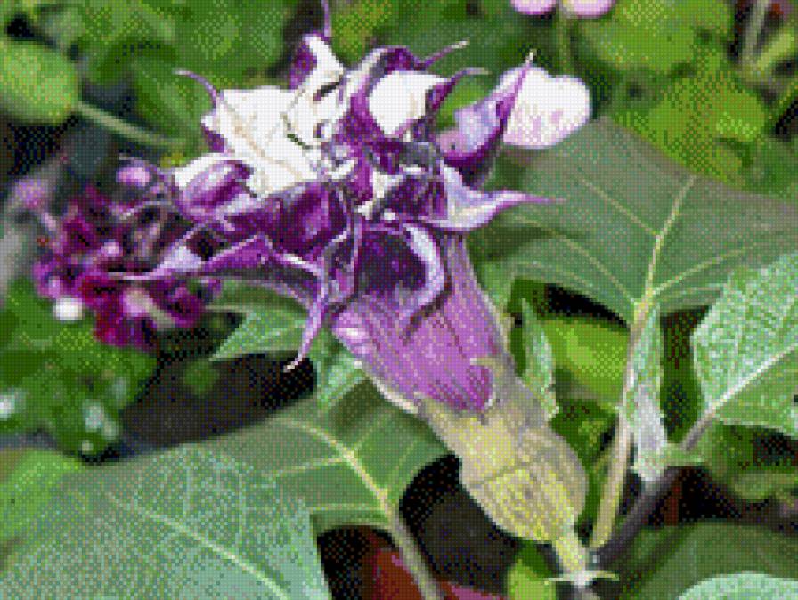 Цветочек - предпросмотр