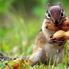 Схема вышивки «бурундушка»