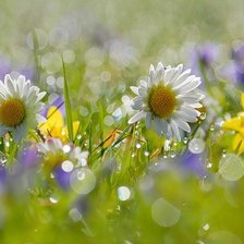 Схема вышивки «поляна»