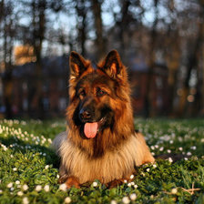 Схема вышивки «овчарка»