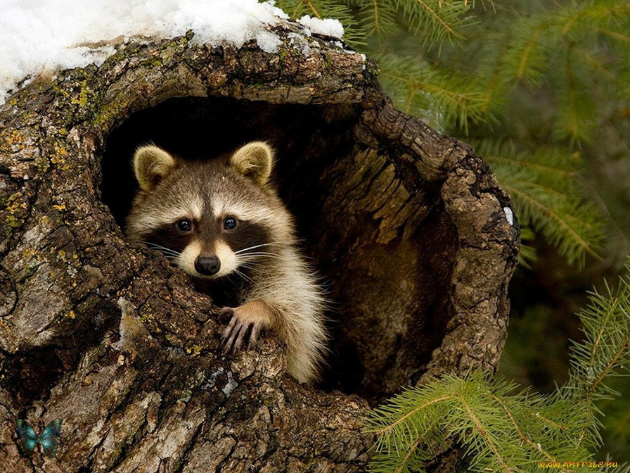 енотик - оригинал