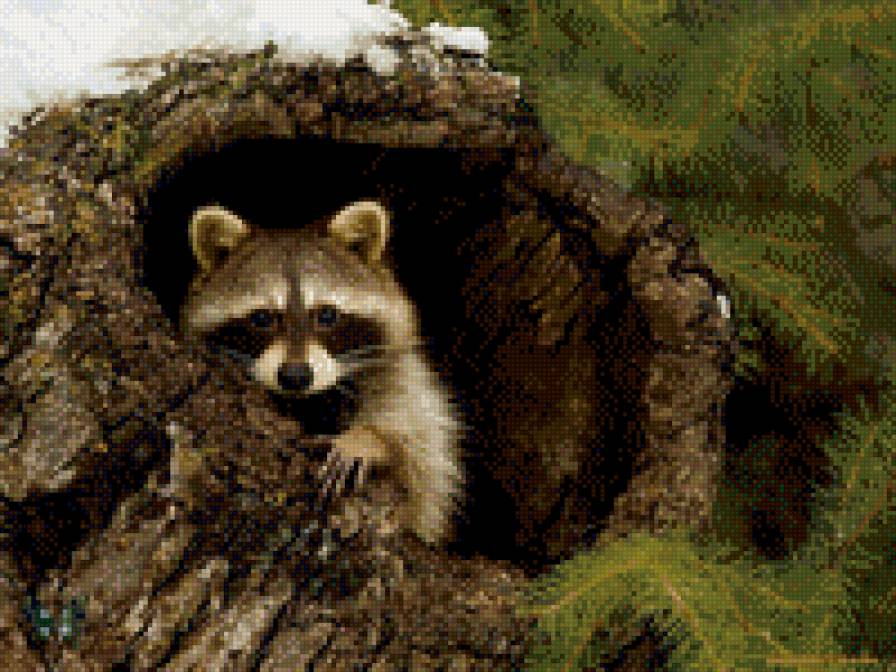 енотик - предпросмотр