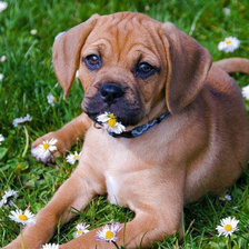 Схема вышивки «бульдожка»