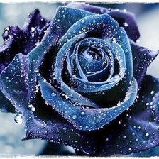 роза синяя