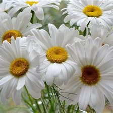 Схема вышивки «Ромашки для Наташки»