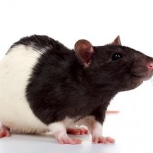 Схема вышивки «миня»