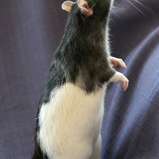 Схема вышивки «миня 1»