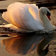 Схема вышивки «лебедь»