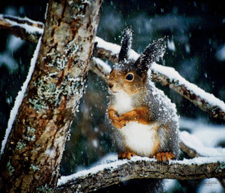 белка - животные, белка - предпросмотр
