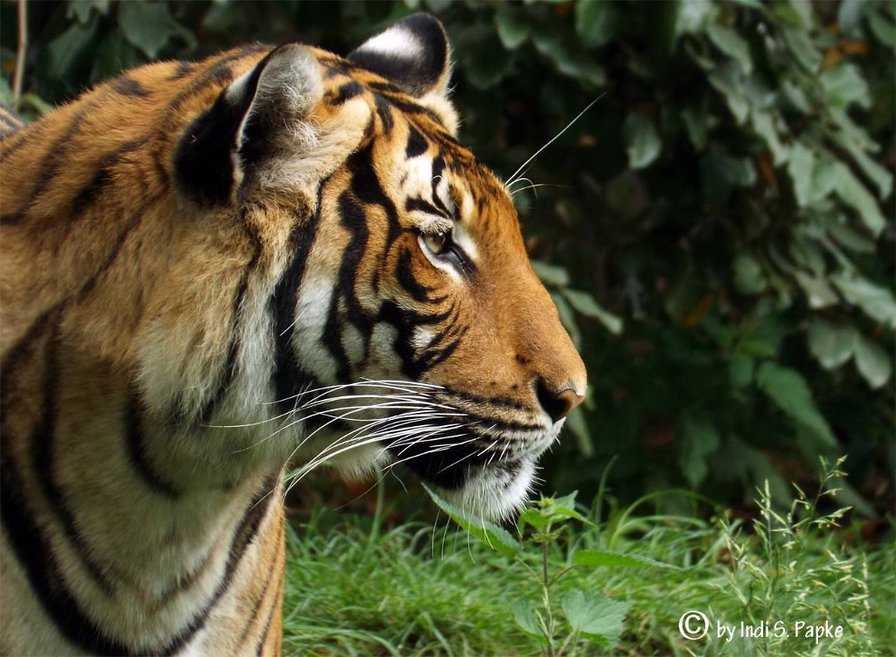 тигр - тигр, животные - оригинал