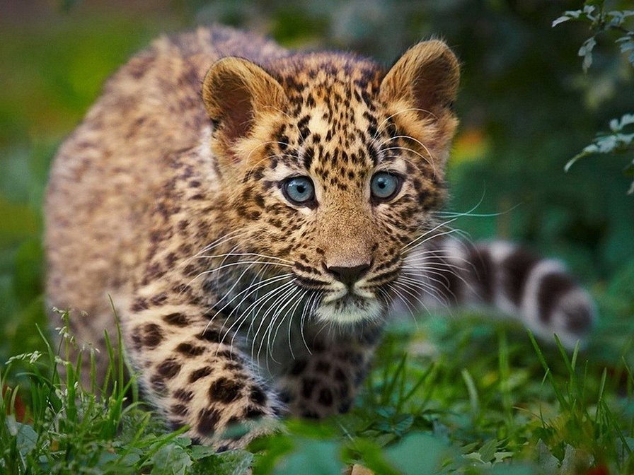 леопард - животные, леопард - оригинал