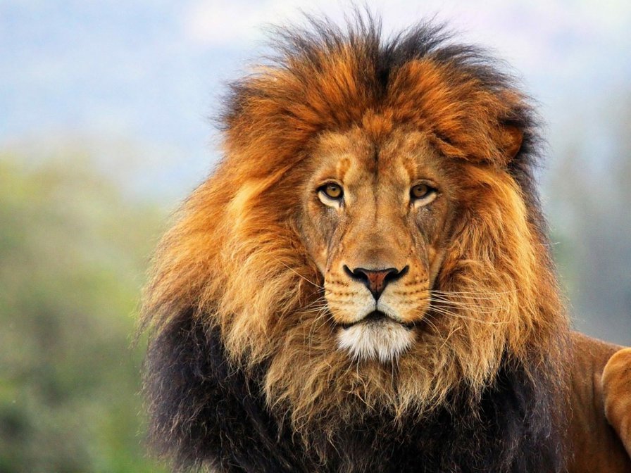 лев - животные, лев - оригинал