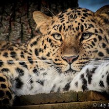 Схема вышивки «леопард»