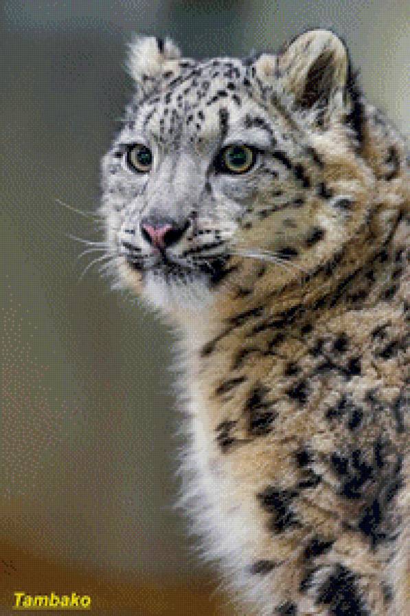 барс - барс - предпросмотр