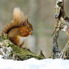 Схема вышивки «белка»